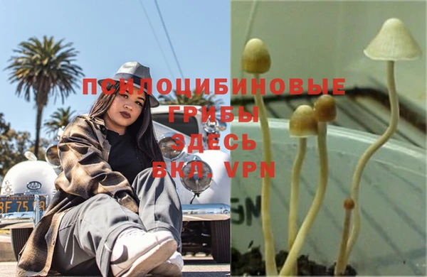 ПСИЛОЦИБИНОВЫЕ ГРИБЫ Алексеевка